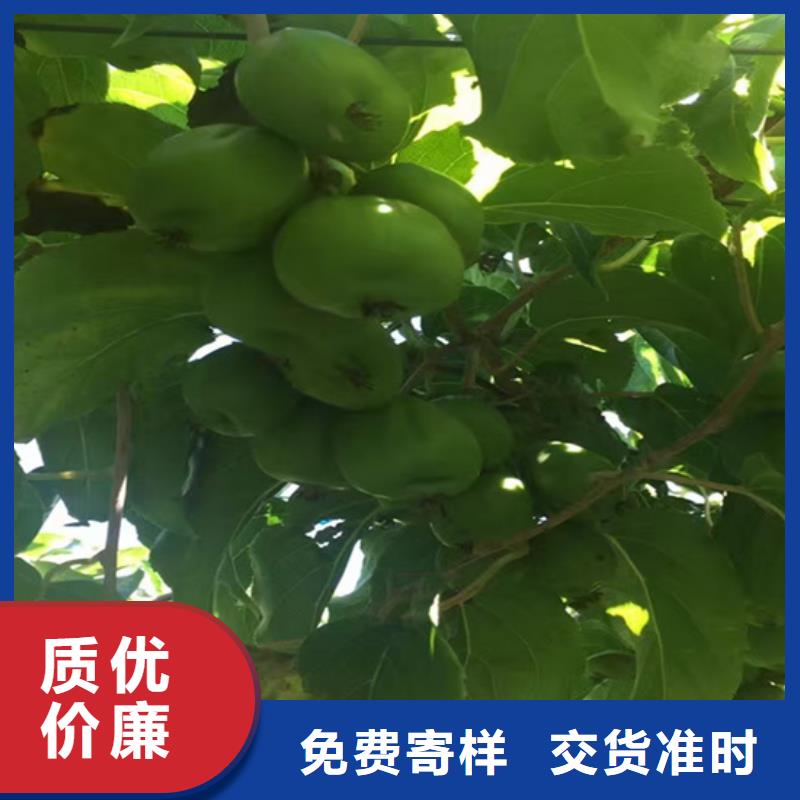 獼猴桃_藍(lán)莓苗核心技術(shù)