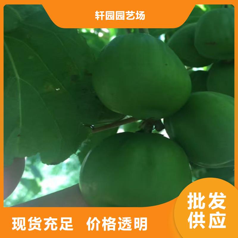 獼猴桃-北美冬青質(zhì)量檢測(cè)