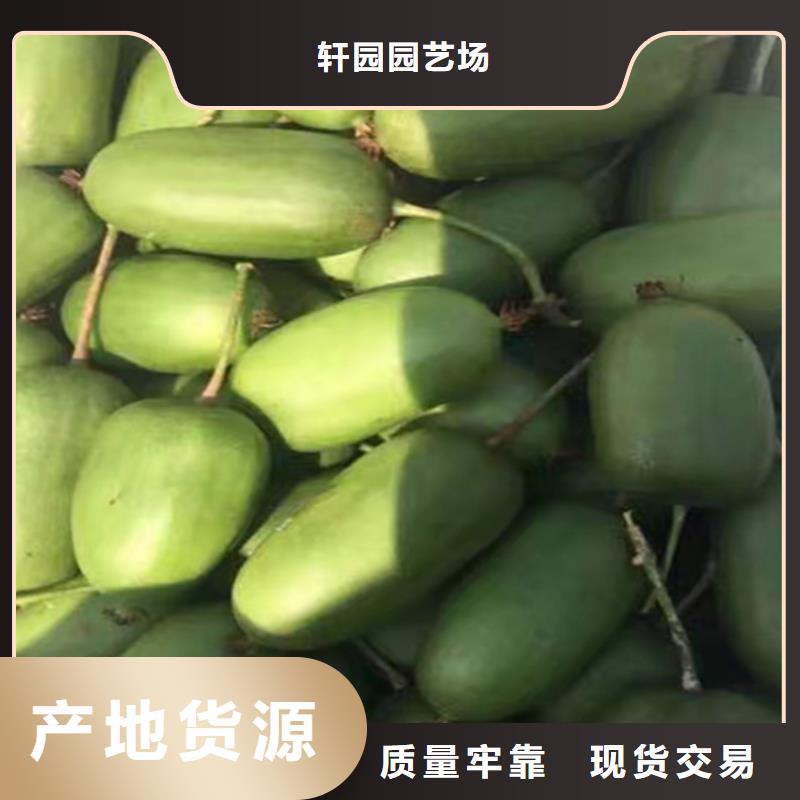 獼猴桃-蘋果苗廠家售后完善