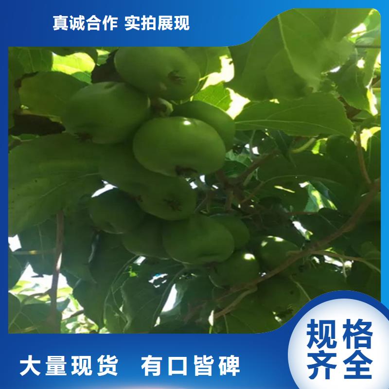 獼猴桃黃瓜苗來(lái)圖加工定制