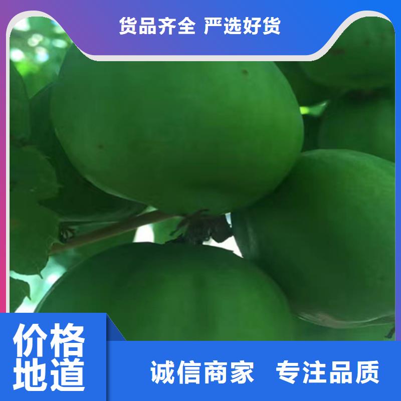猕猴桃杏树苗定制销售售后为一体