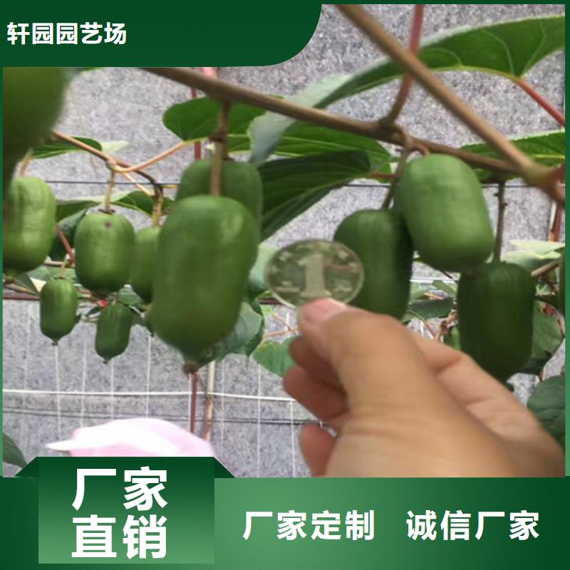 獼猴桃_藍莓苗核心技術(shù)