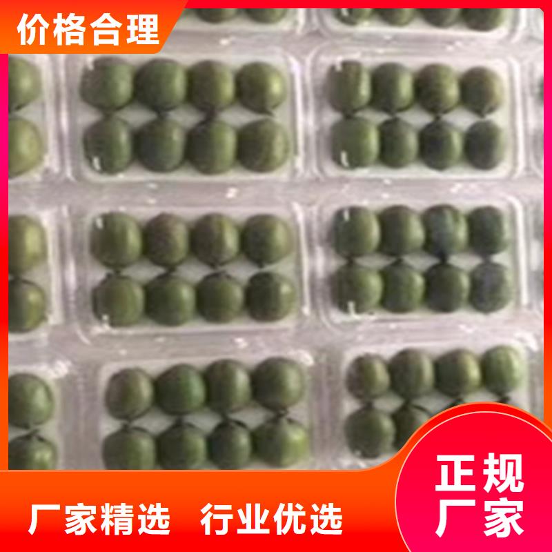 【猕猴桃】樱桃苗货源稳定