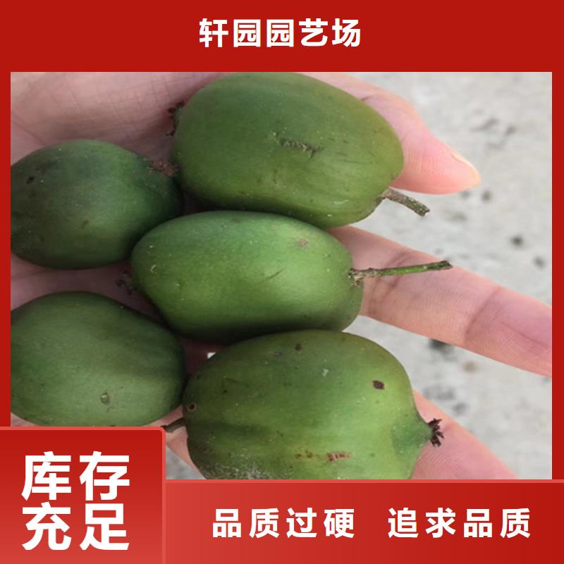 獼猴桃,櫻桃苗實(shí)力大廠家