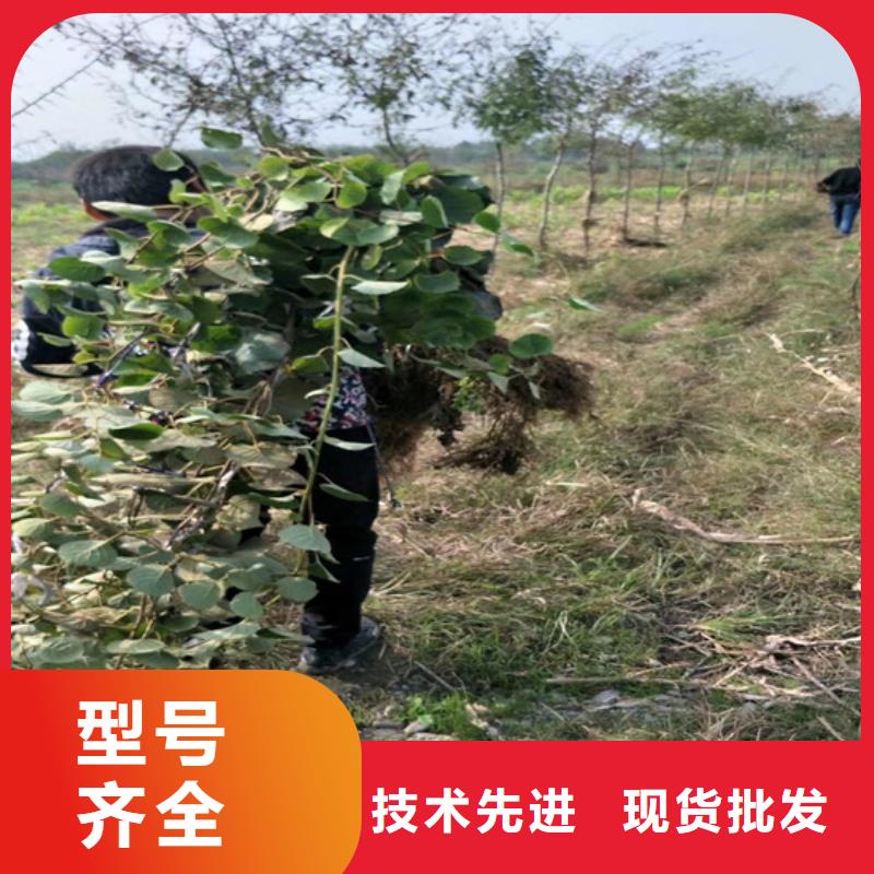 獼猴桃_藍(lán)莓苗核心技術(shù)