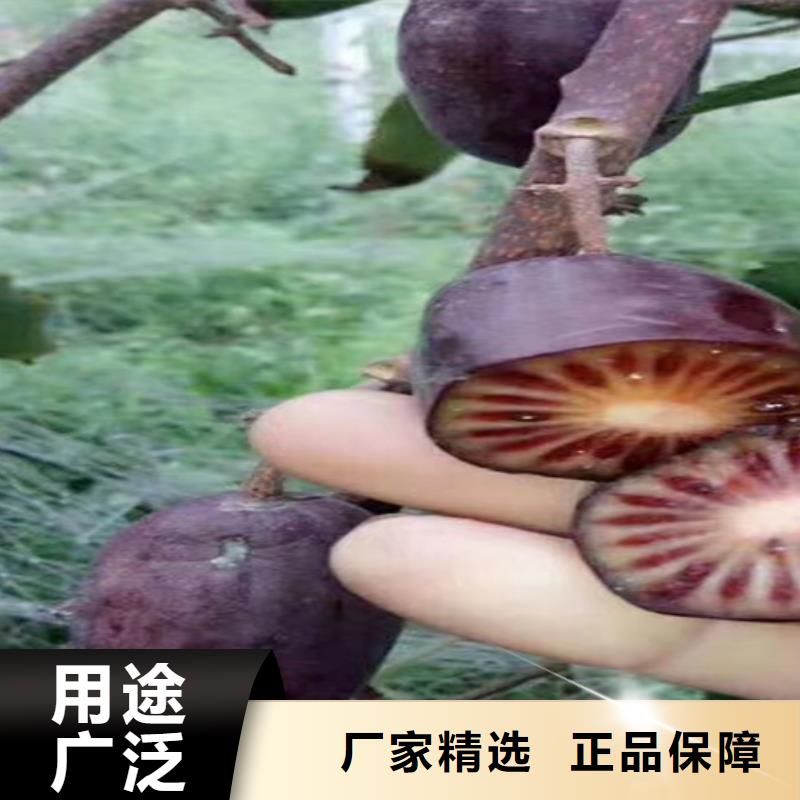 猕猴桃黄瓜苗来图加工定制