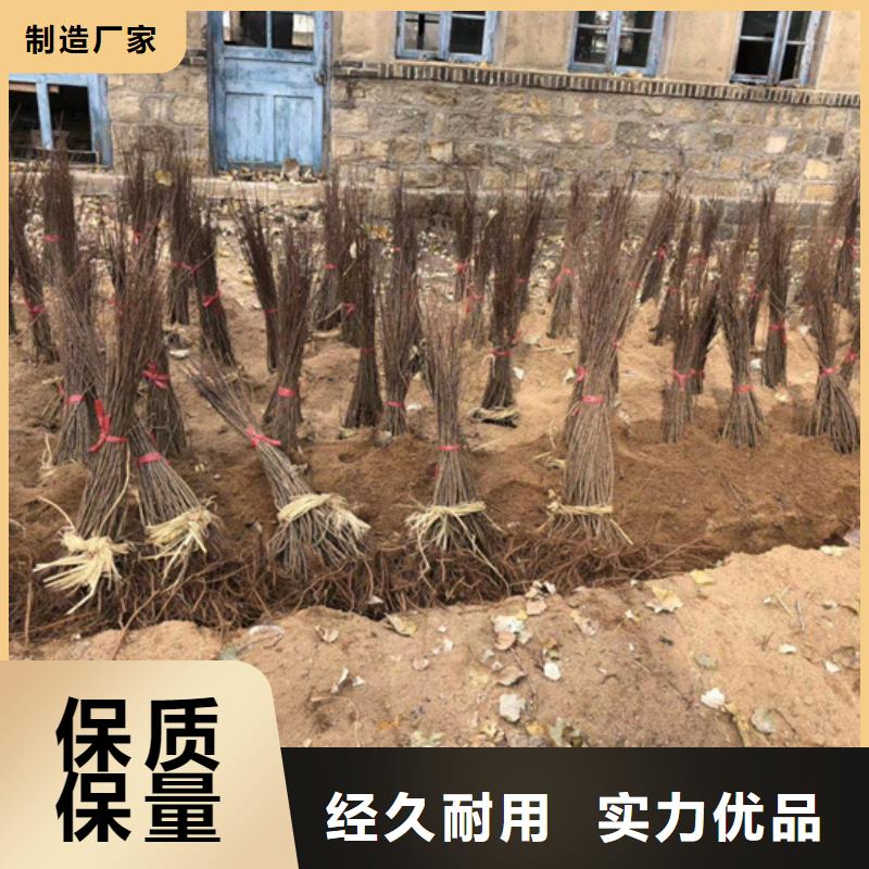 猕猴桃-北美冬青质量检测
