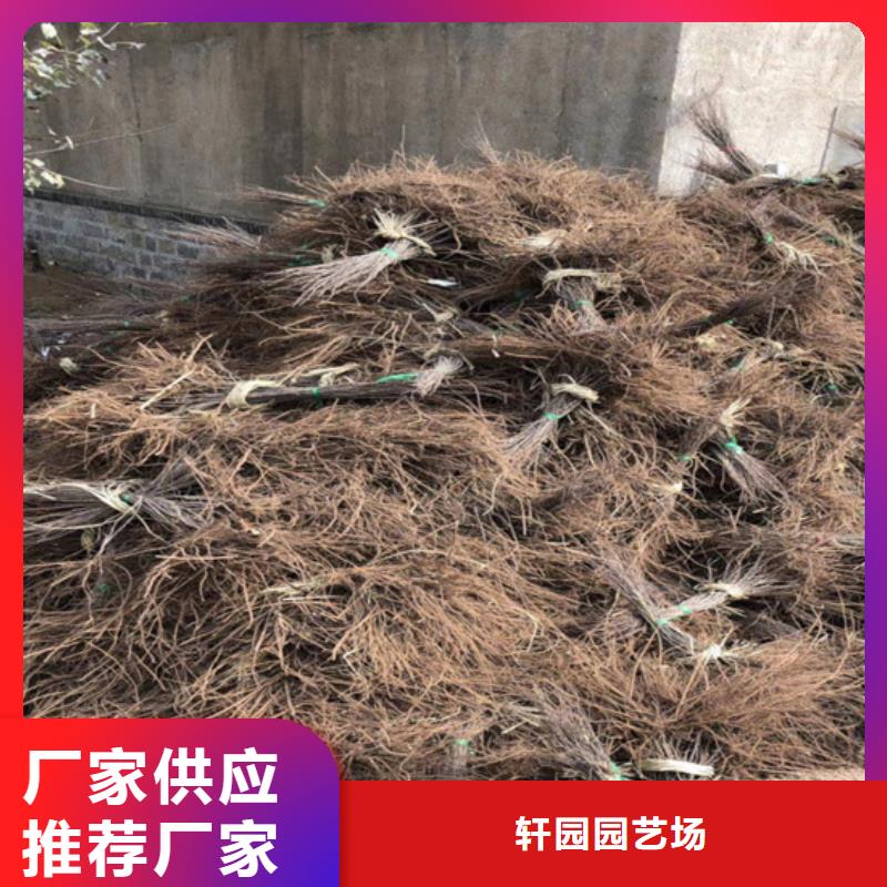 獼猴桃黃瓜苗來(lái)圖加工定制