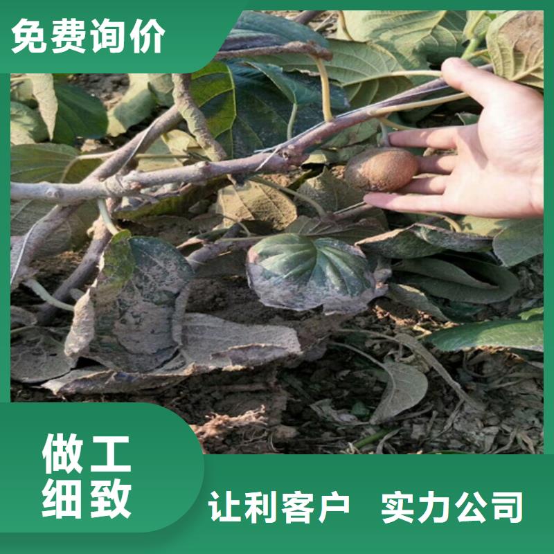 【猕猴桃】樱桃苗货源稳定