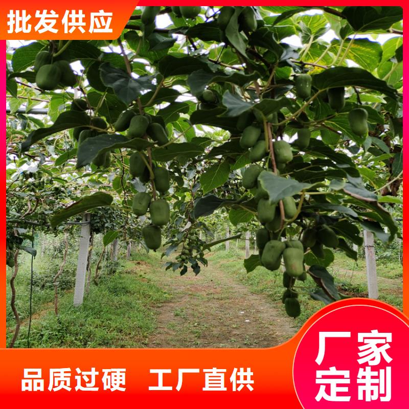 猕猴桃杏树苗定制销售售后为一体