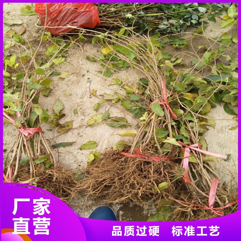 猕猴桃桃树苗库存丰富