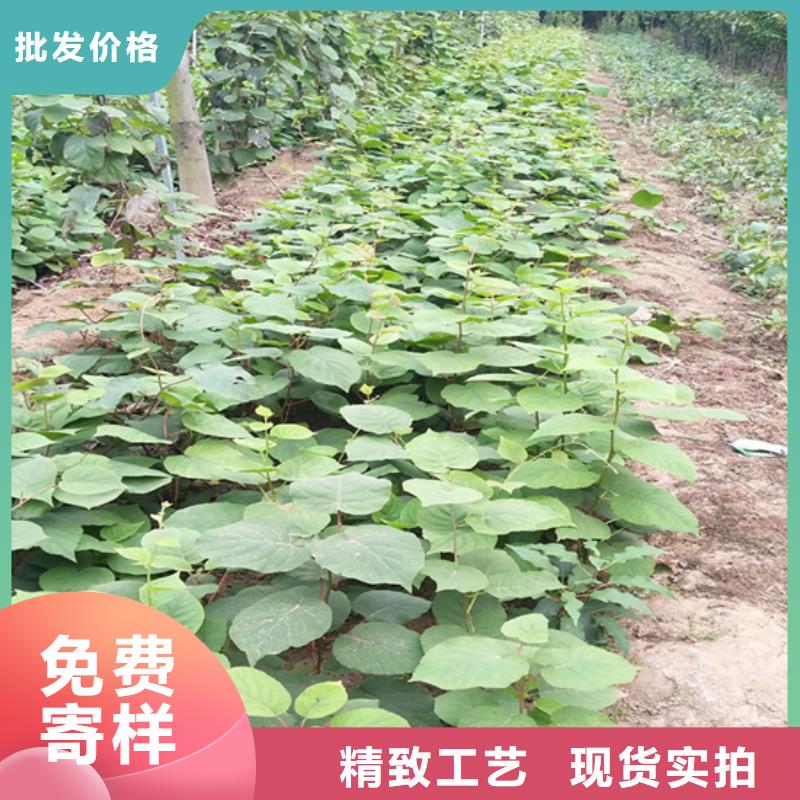 獼猴桃桃樹苗庫存豐富