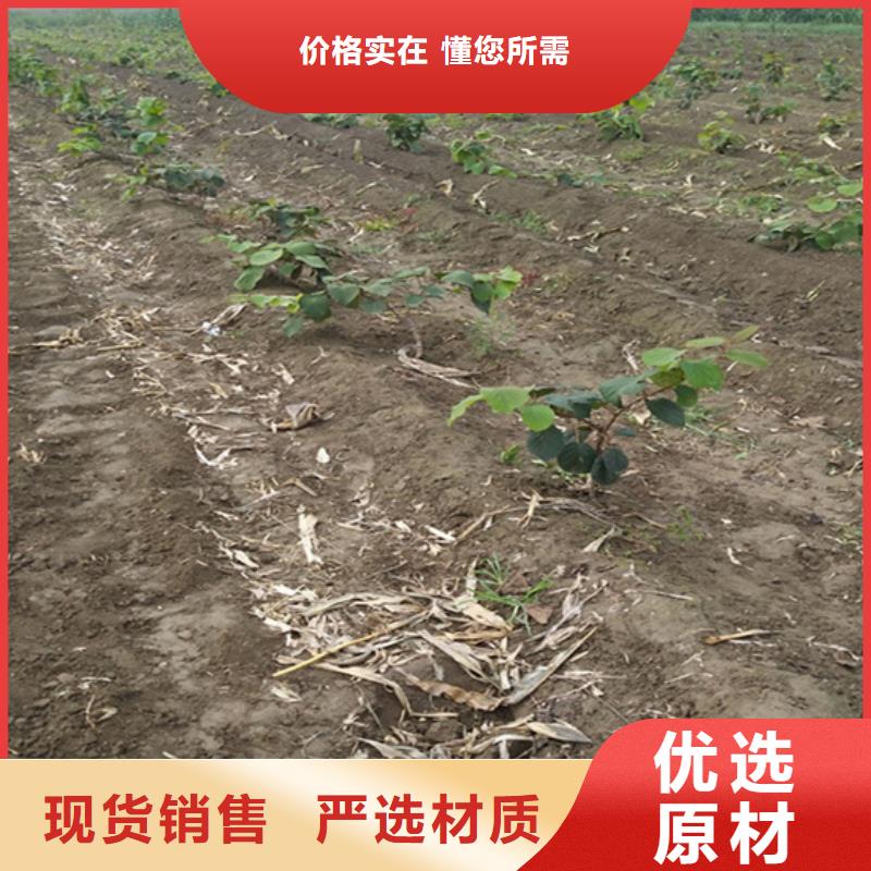 獼猴桃桃樹苗庫存豐富