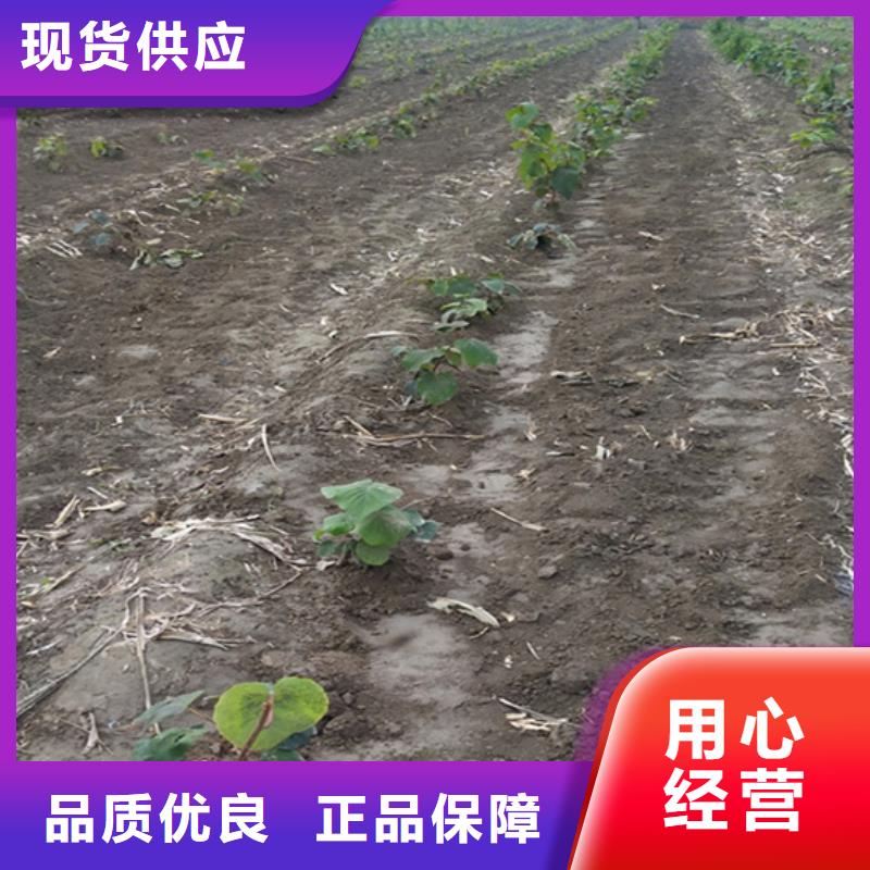 獼猴桃黃瓜苗來(lái)圖加工定制