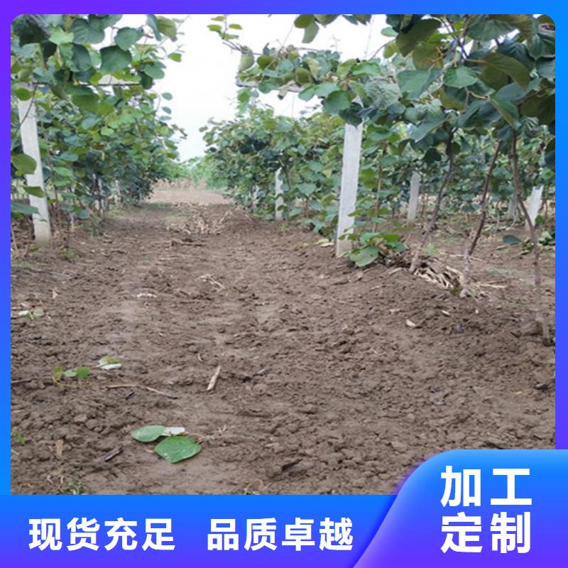 【猕猴桃】樱桃苗货源稳定