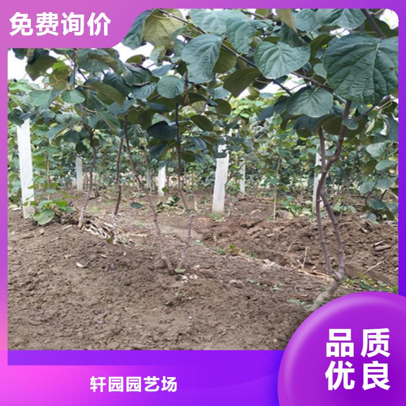 獼猴桃黃瓜苗來(lái)圖加工定制
