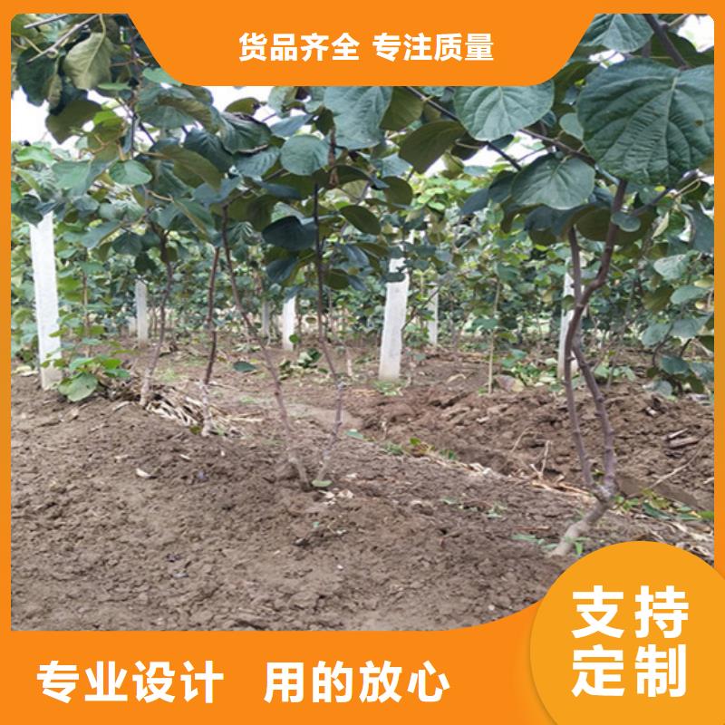 獼猴桃-蘋果苗廠家售后完善