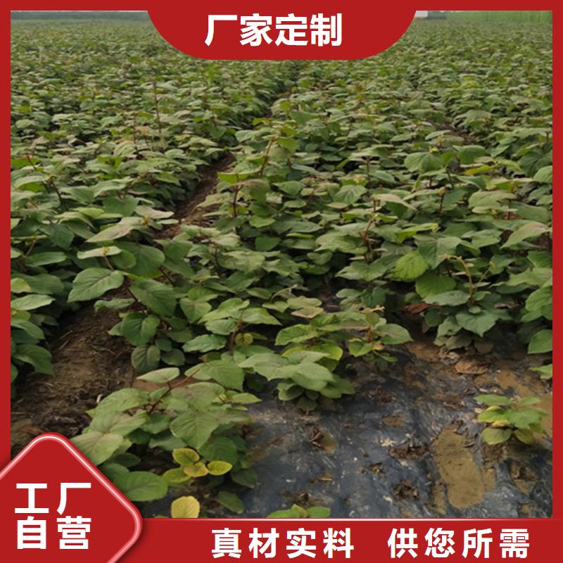 猕猴桃草莓苗来电咨询