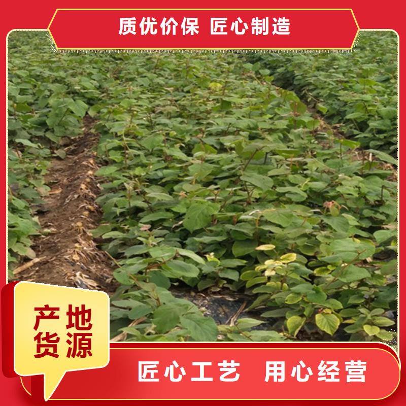 【猕猴桃】樱桃苗货源稳定