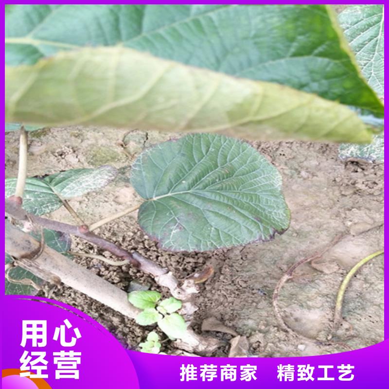 獼猴桃-蘋果苗廠家售后完善