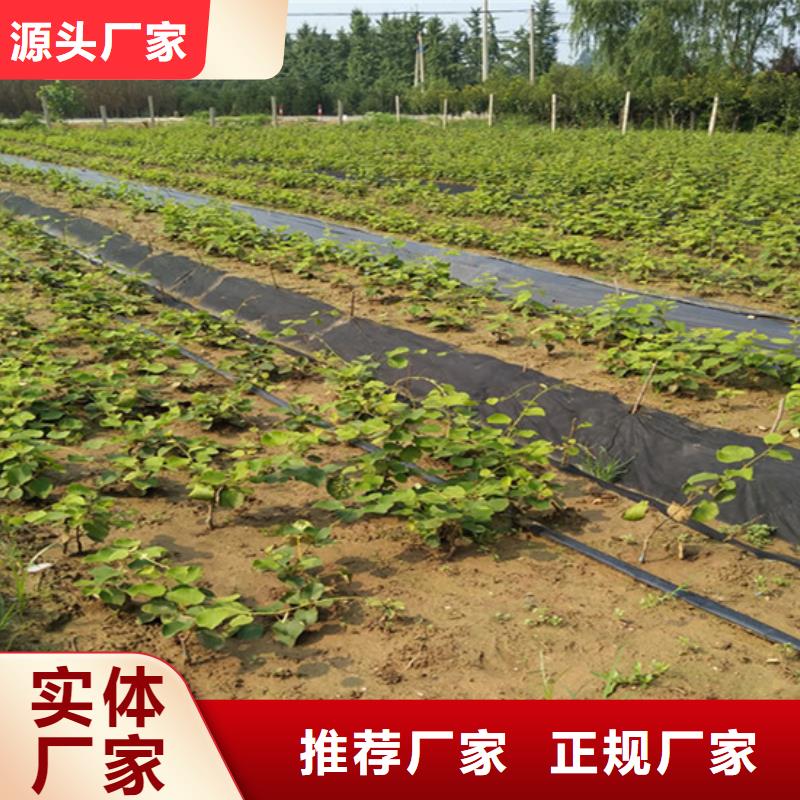 猕猴桃黄瓜苗来图加工定制