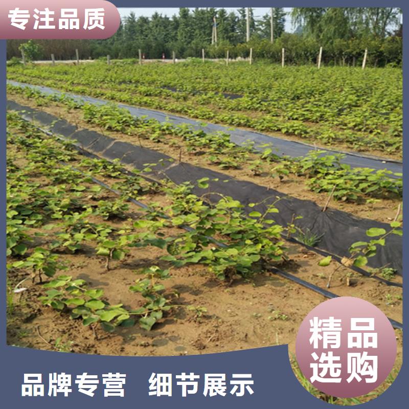 猕猴桃黄瓜苗来图加工定制