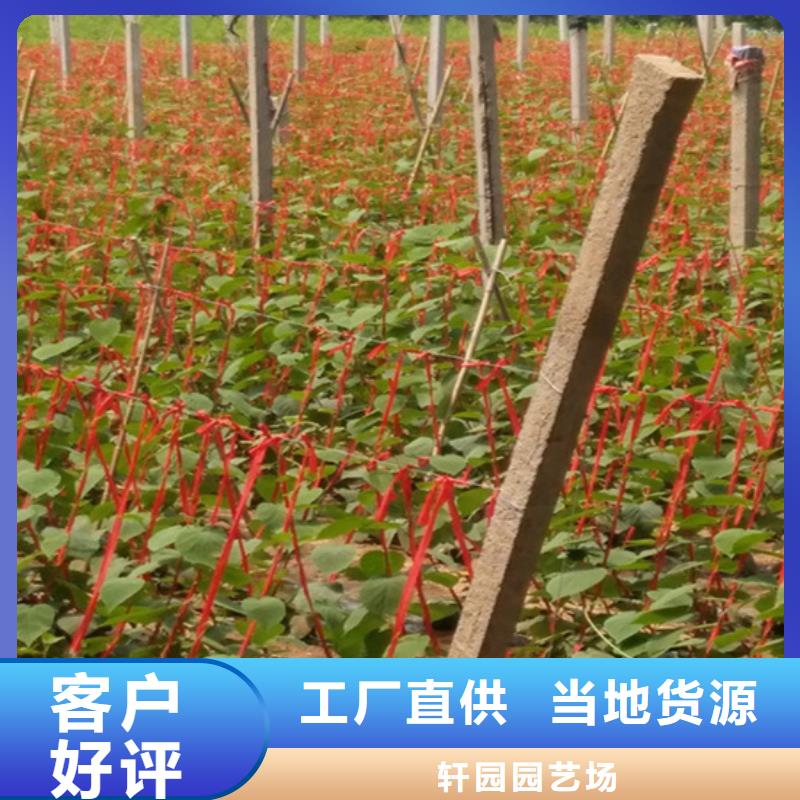 獼猴桃_藍莓苗核心技術(shù)