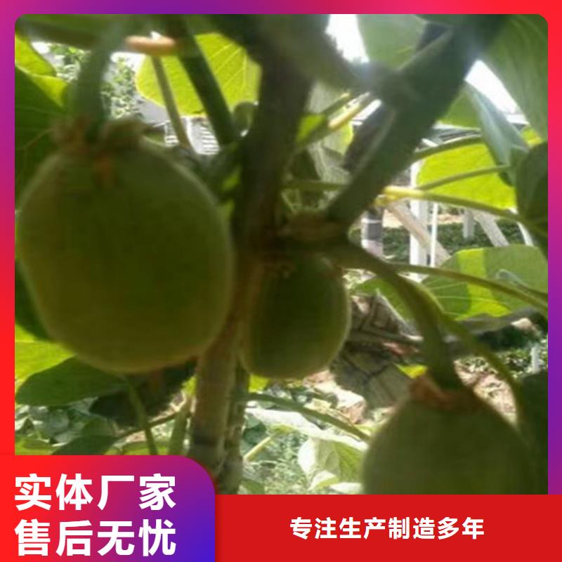 猕猴桃黄瓜苗来图加工定制