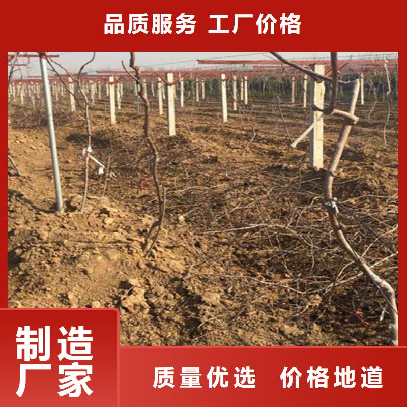 猕猴桃杏树苗定制销售售后为一体