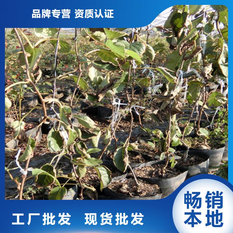 獼猴桃黃瓜苗來(lái)圖加工定制