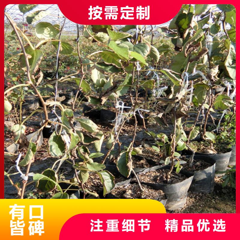 獼猴桃,櫻桃苗實(shí)力大廠家
