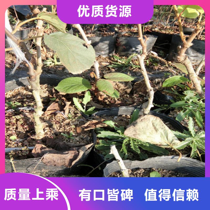 獼猴桃黃瓜苗來(lái)圖加工定制