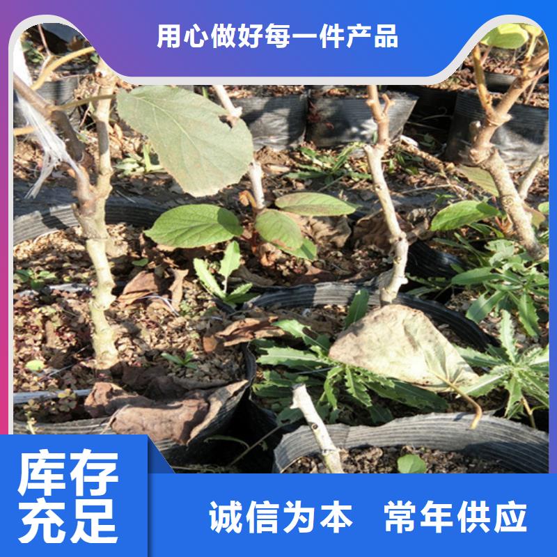 猕猴桃杏树苗定制销售售后为一体