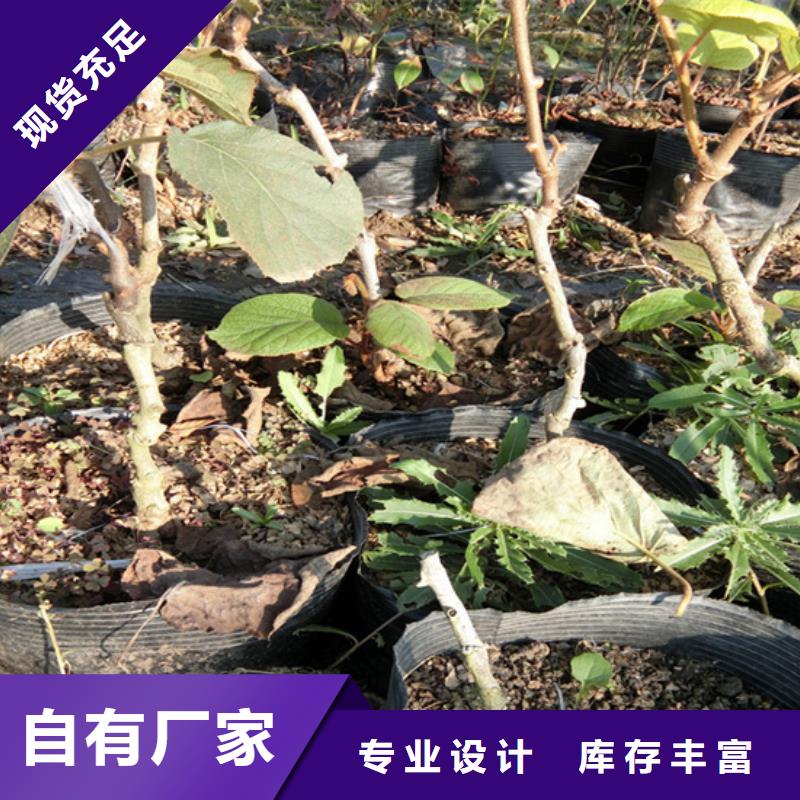 獼猴桃藍(lán)莓苗用品質(zhì)說話
