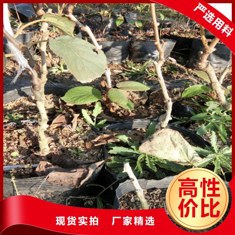 猕猴桃黄瓜苗来图加工定制