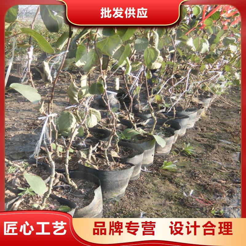 猕猴桃草莓苗来电咨询