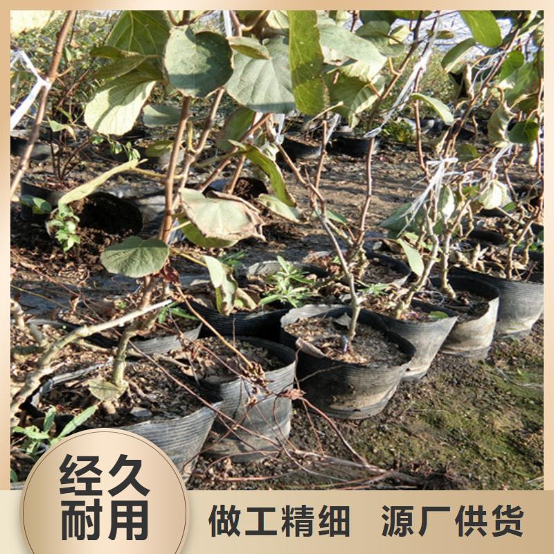 猕猴桃黄瓜苗来图加工定制