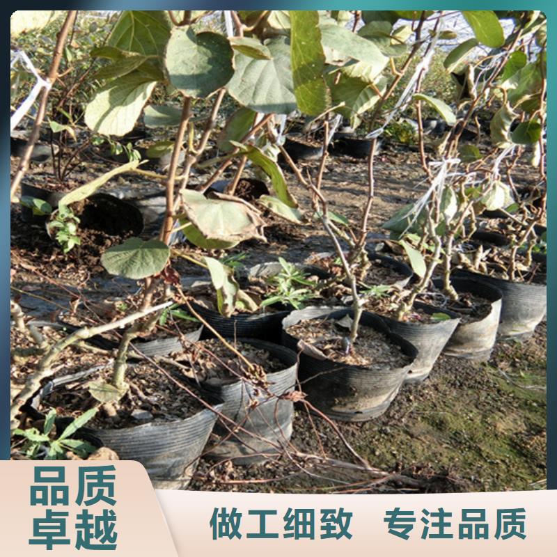 獼猴桃_藍(lán)莓苗核心技術(shù)