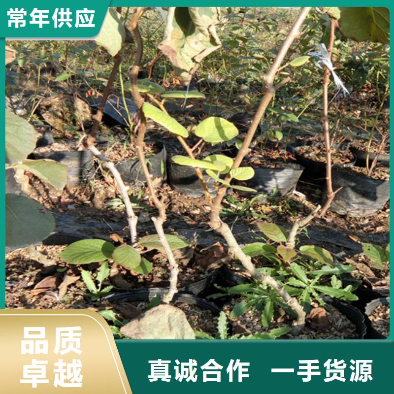 猕猴桃草莓苗来电咨询