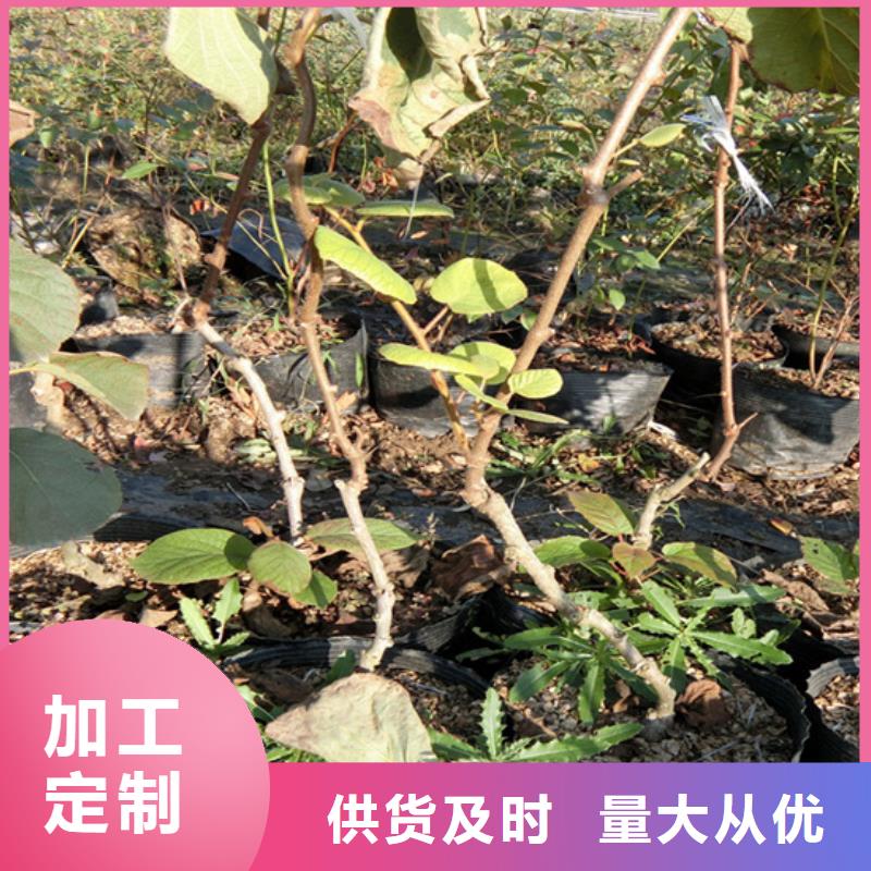 獼猴桃_藍(lán)莓苗核心技術(shù)