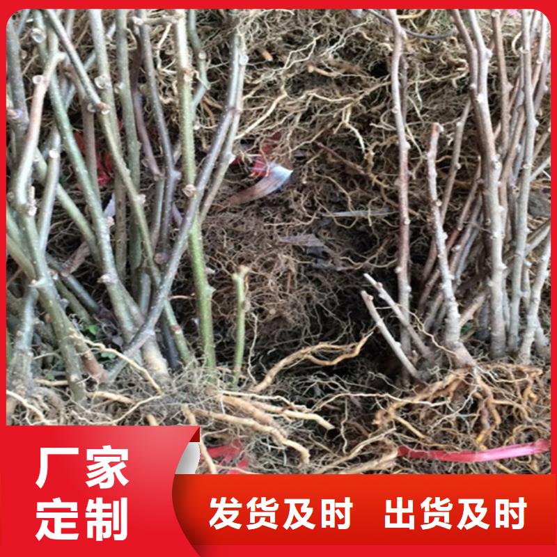猕猴桃黄瓜苗来图加工定制