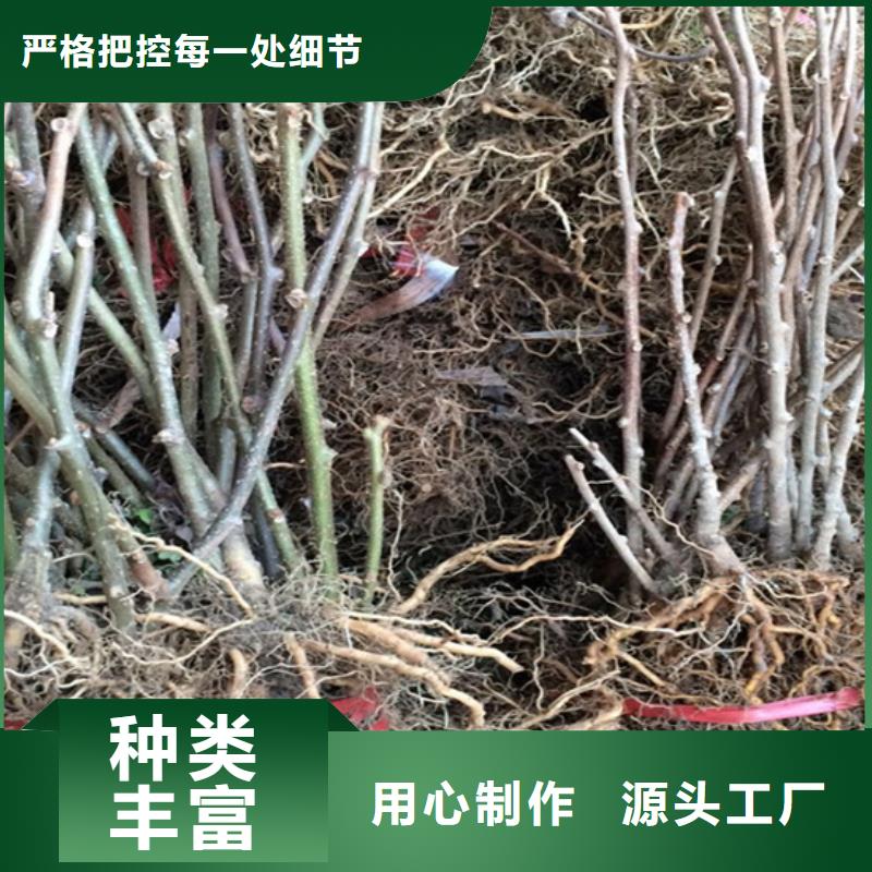 獼猴桃_藍(lán)莓苗核心技術(shù)