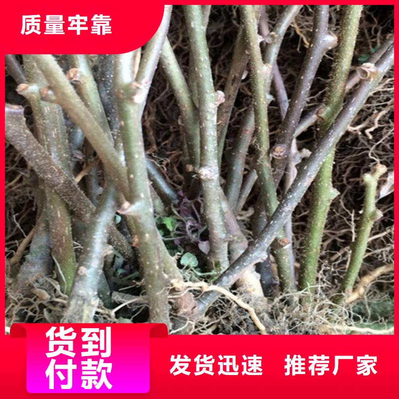 猕猴桃杏树苗定制销售售后为一体