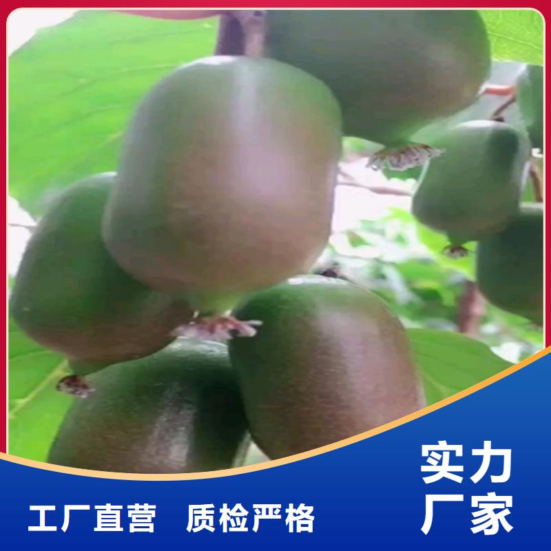 獼猴桃_藍(lán)莓苗核心技術(shù)