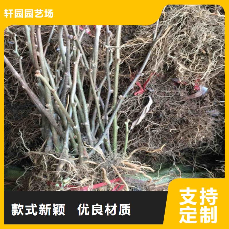 獼猴桃桃樹苗庫存豐富