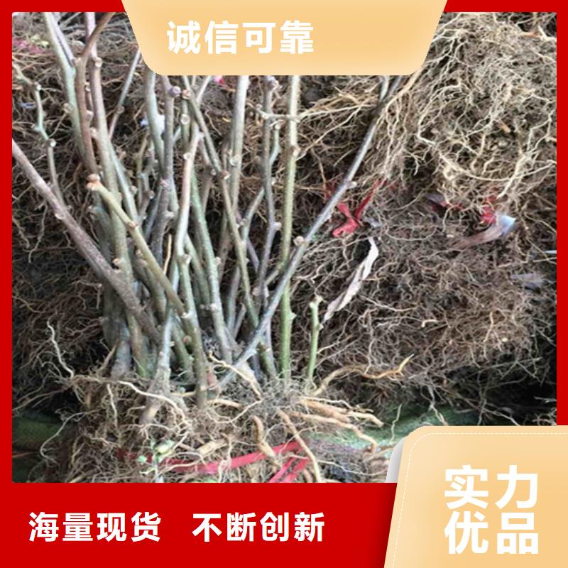 獼猴桃_藍(lán)莓苗核心技術(shù)