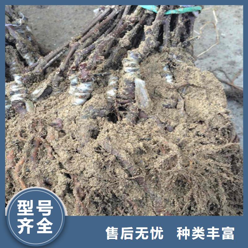獼猴桃_藍(lán)莓苗核心技術(shù)