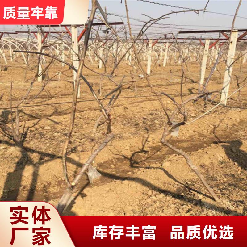 猕猴桃草莓苗来电咨询