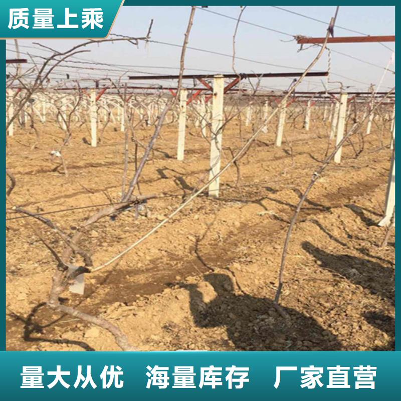 猕猴桃杏树苗定制销售售后为一体
