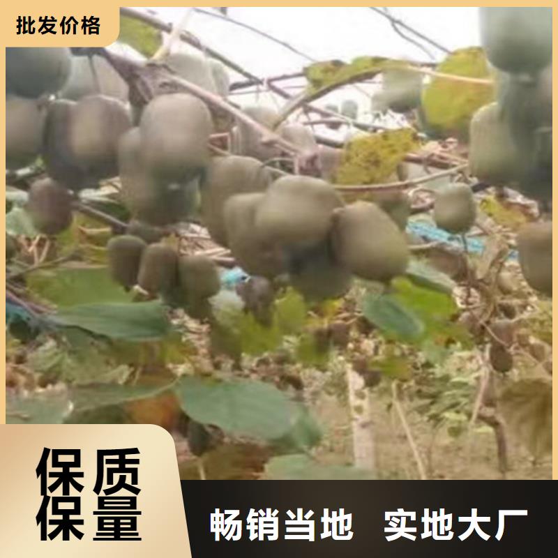 獼猴桃_藍(lán)莓苗核心技術(shù)